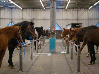 836568 Afbeelding van een paardenmarkt in de veemarkthallen (Sartreweg 1) te Utrecht.